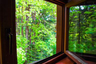 zdjęcie widoku z okna na las